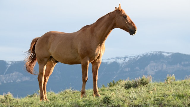beige horse standing
