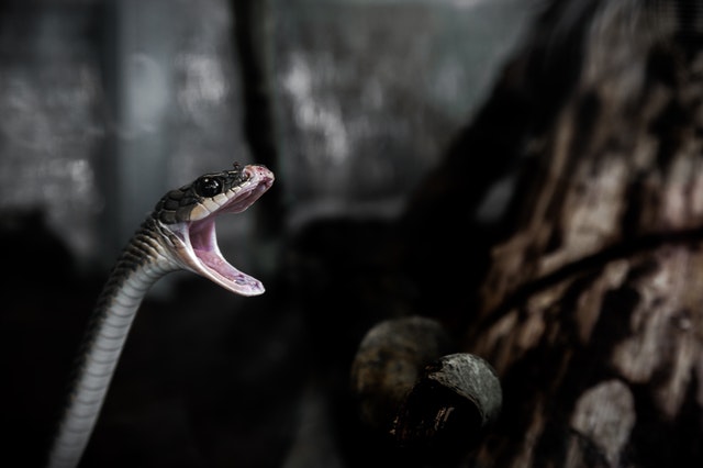 snake with open mouth