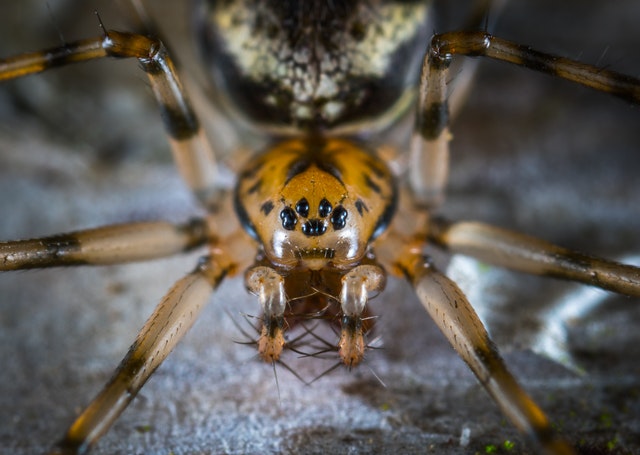 spider close up